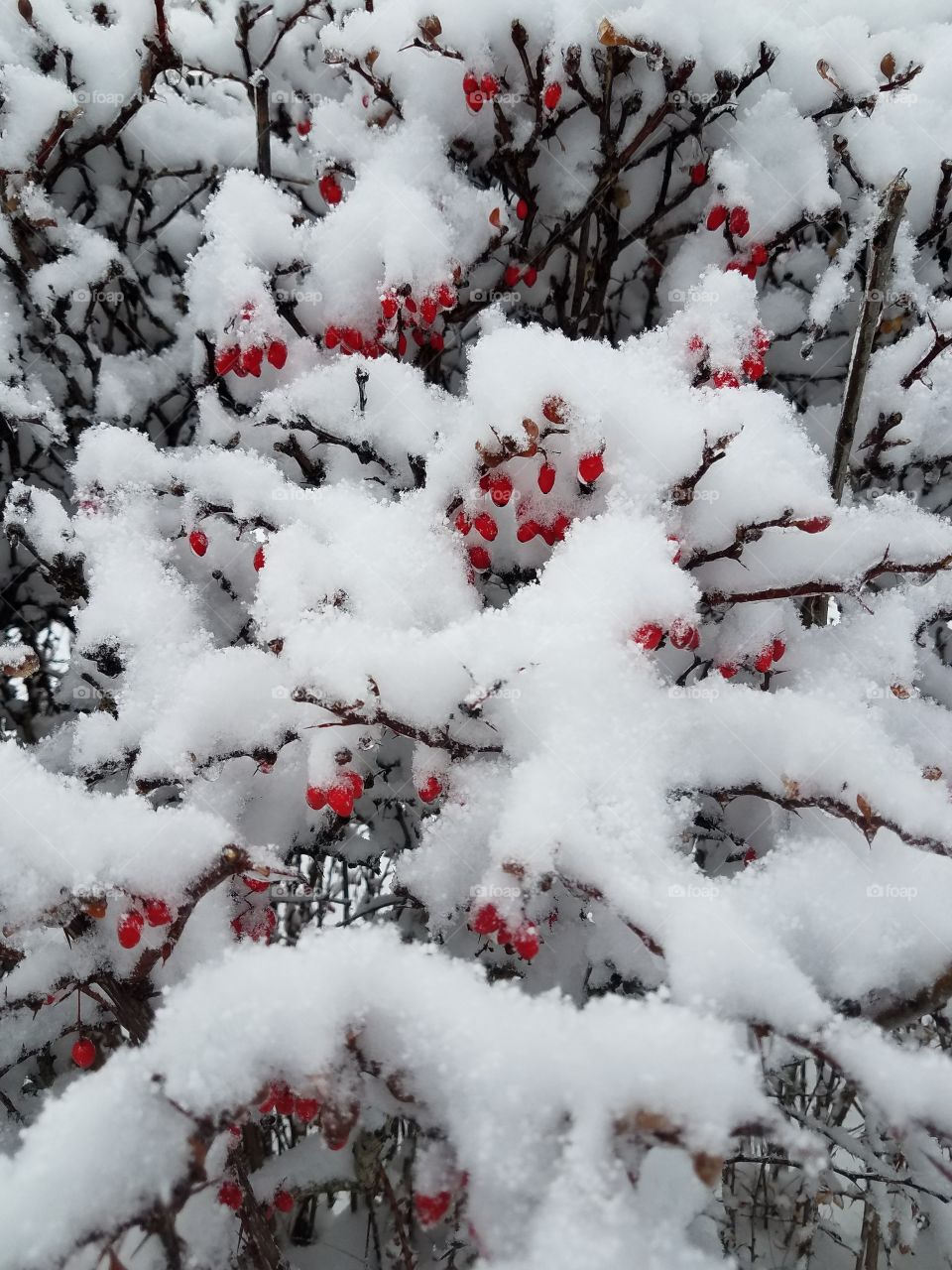 Winter Berries