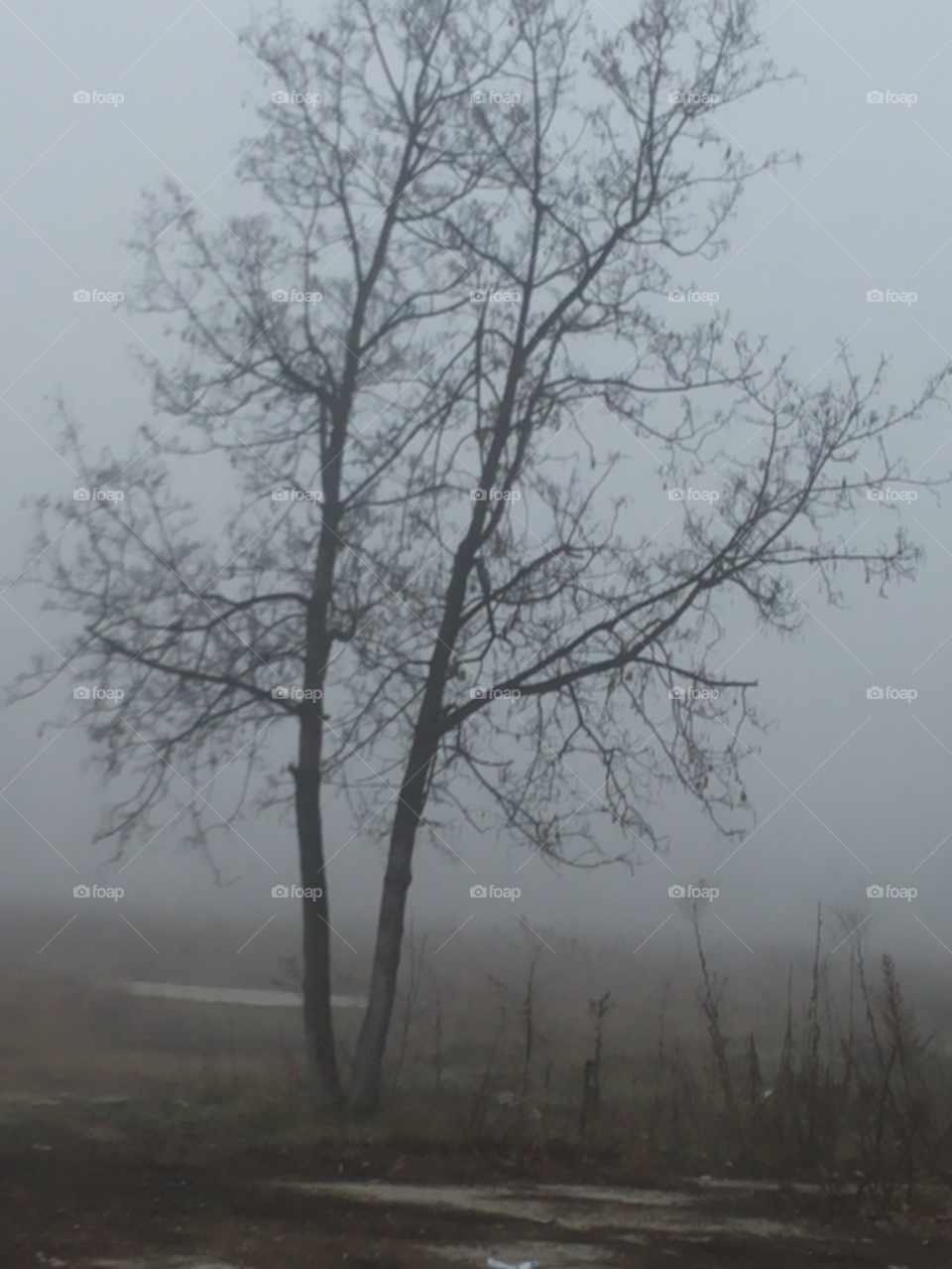 A lonely tree in the mist