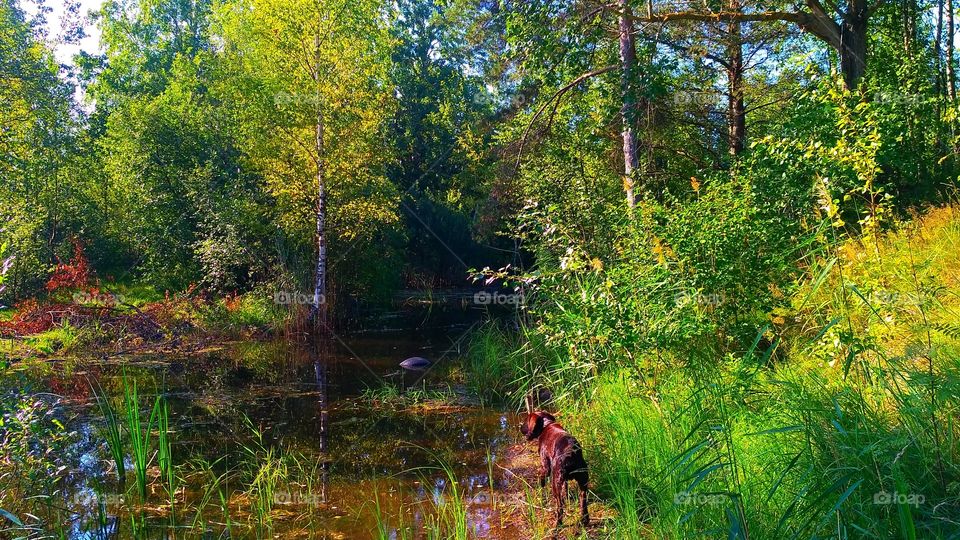Охотничий пёс на болоте.