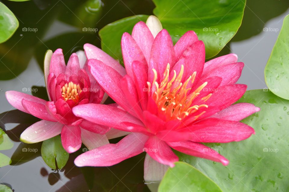 Red lotus in pond,leaves background