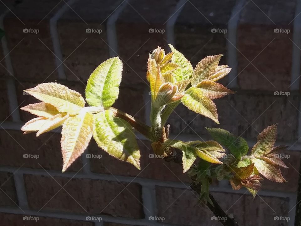 sunshine on fresh leaves