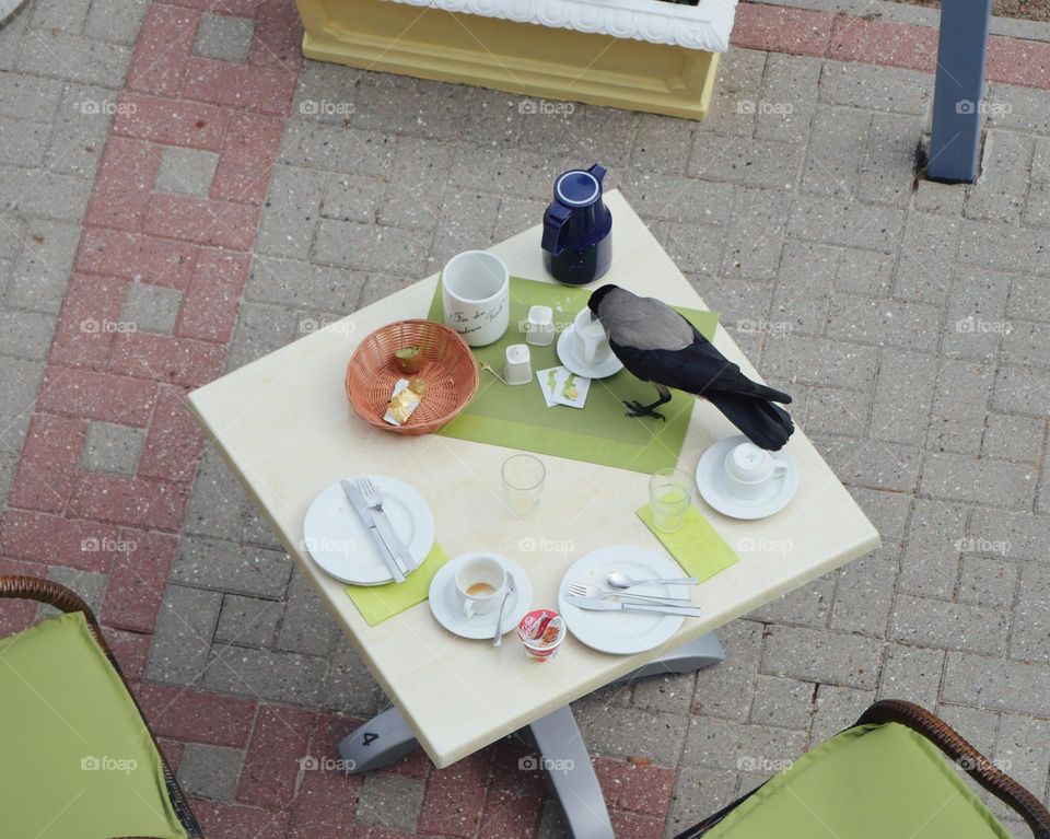 Hooded crow on breakfast table