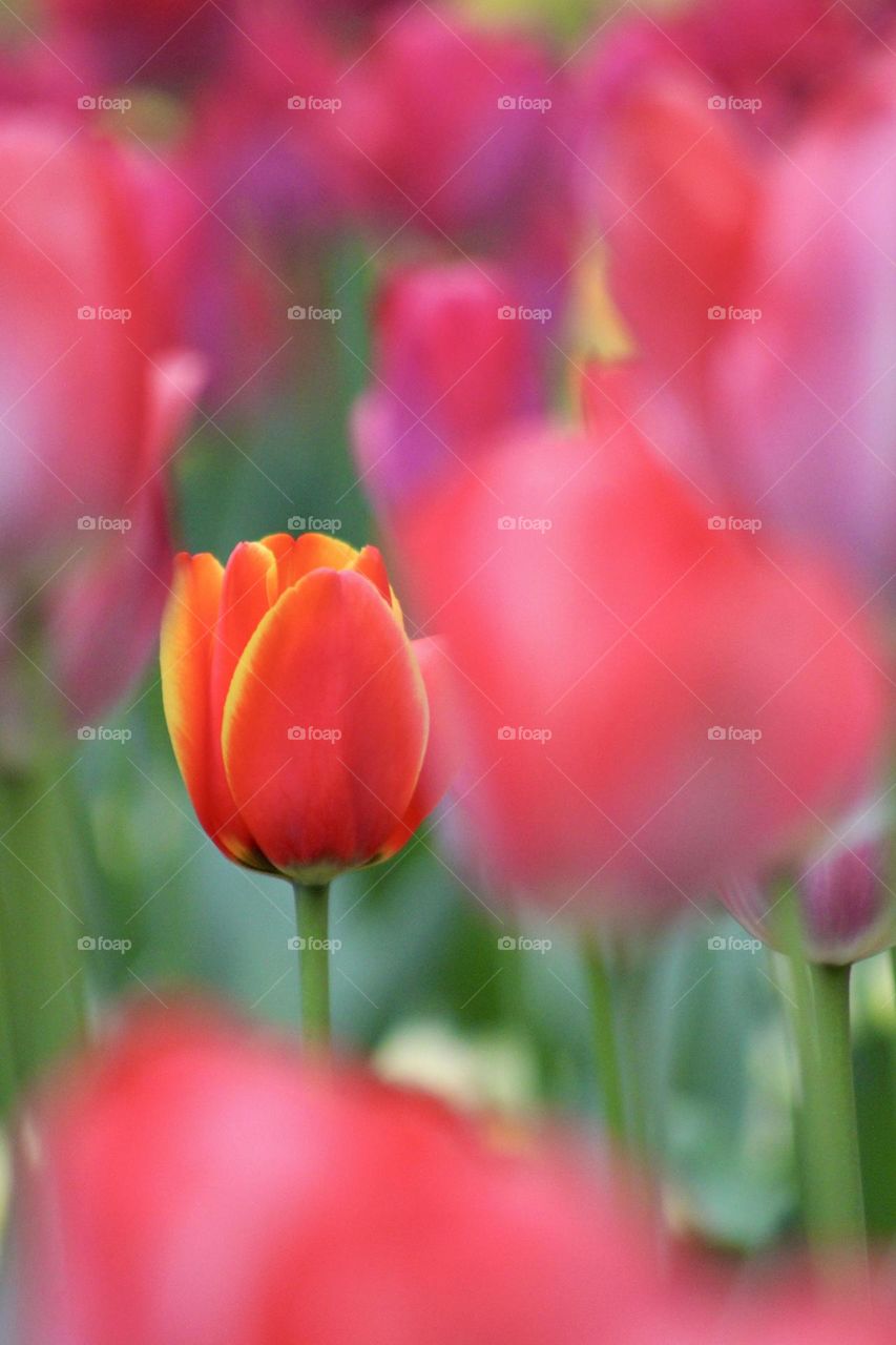 That one tulip that always stands out