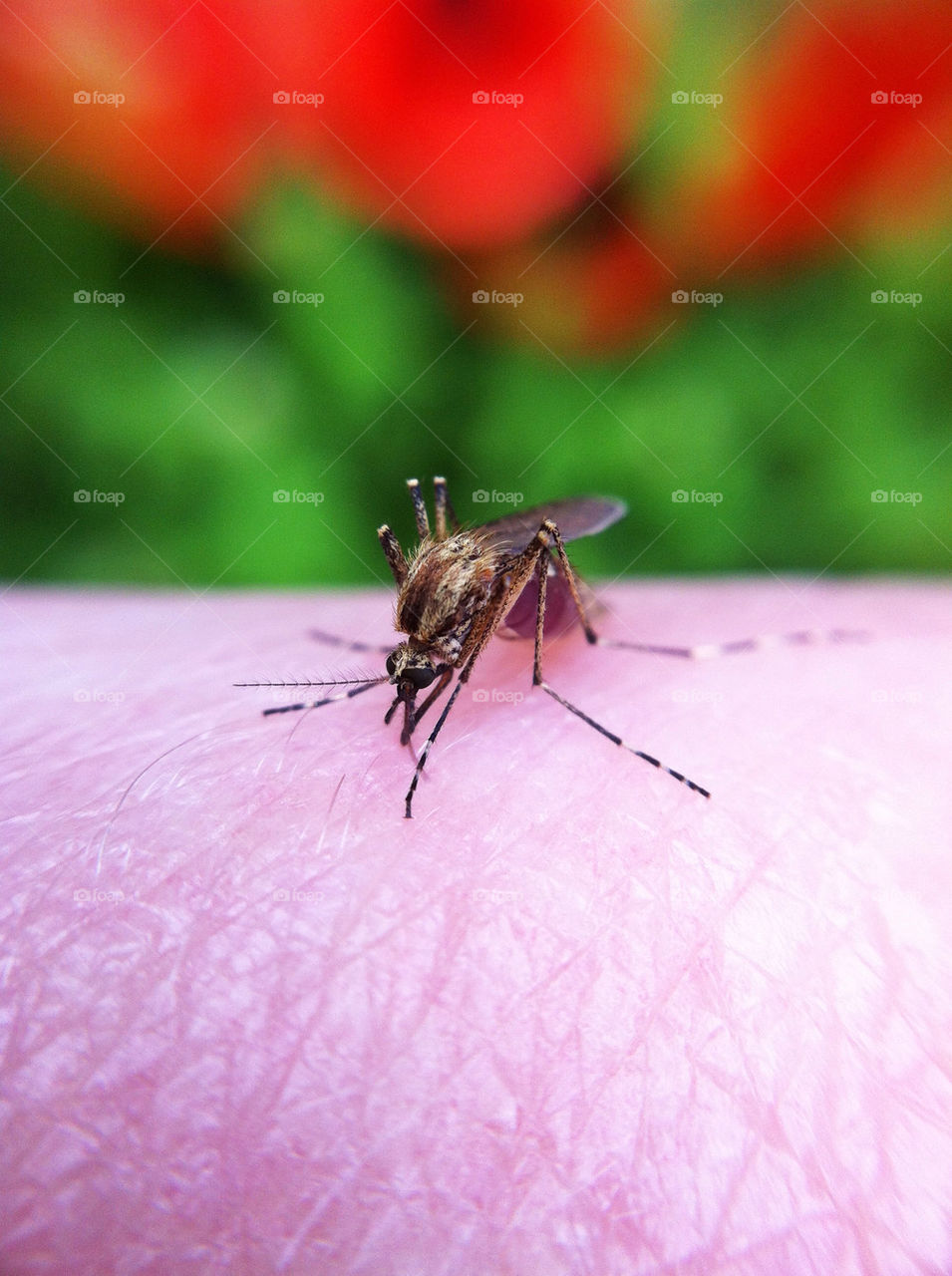 garden nature macro closeup by miss_falcon