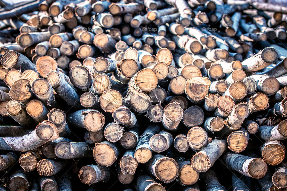 Logs in timber yard