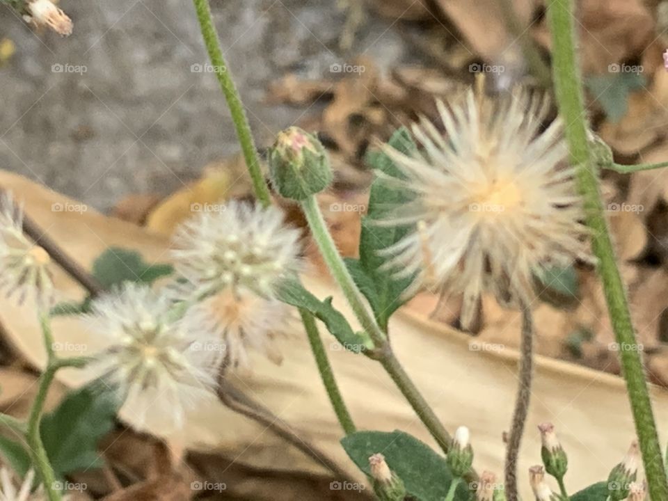 Plants around everywhere, Countryside ( Thailand)