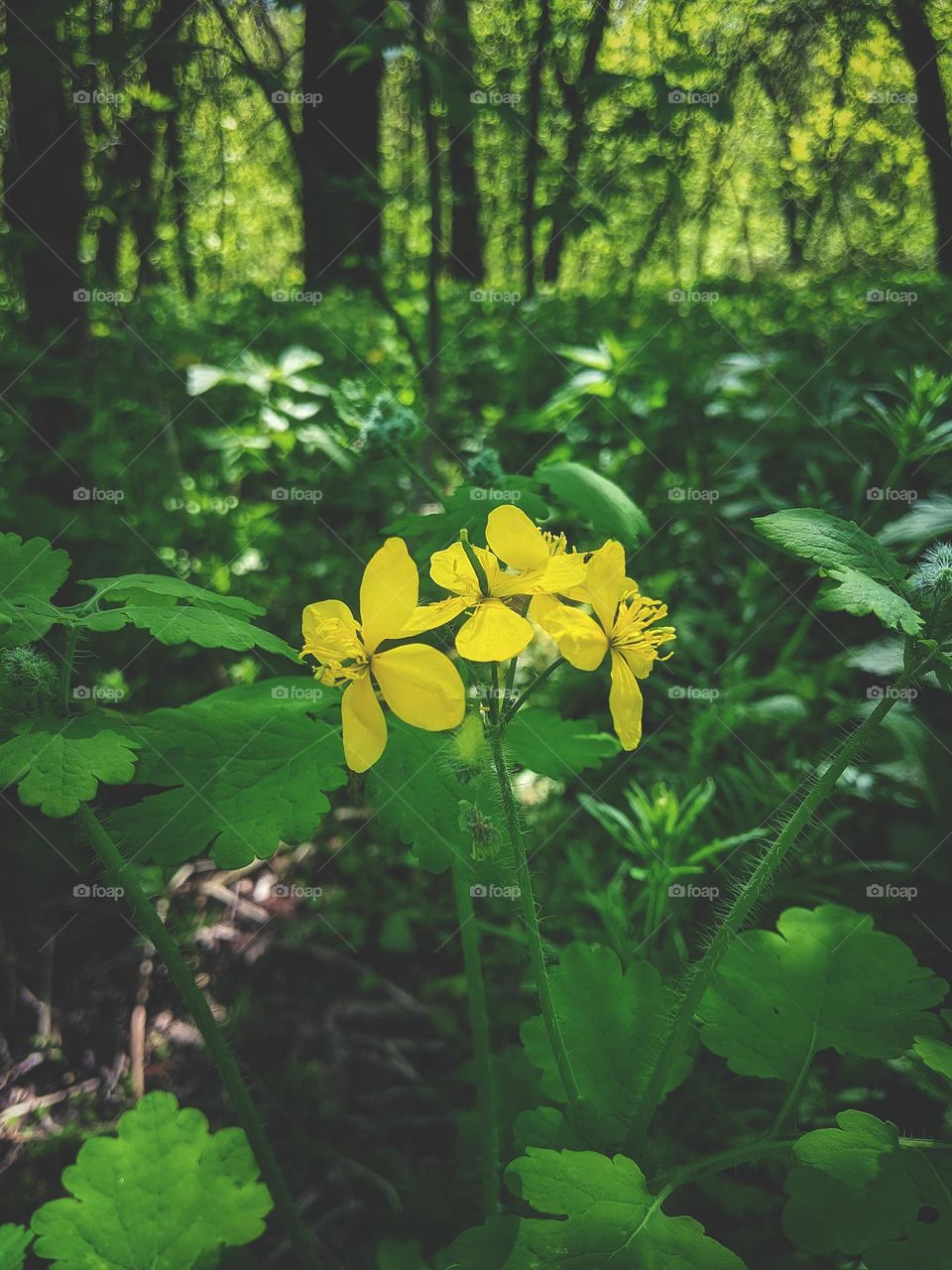 flowers