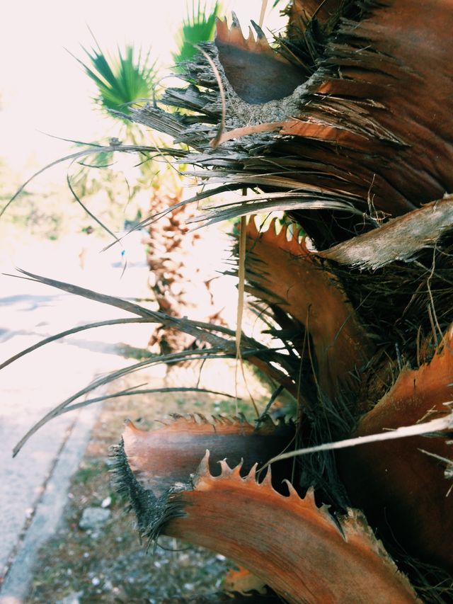 Palm Tree