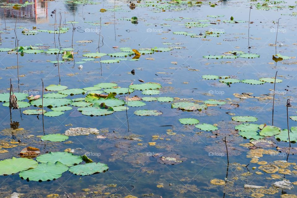 lake filled with wilted water lilies