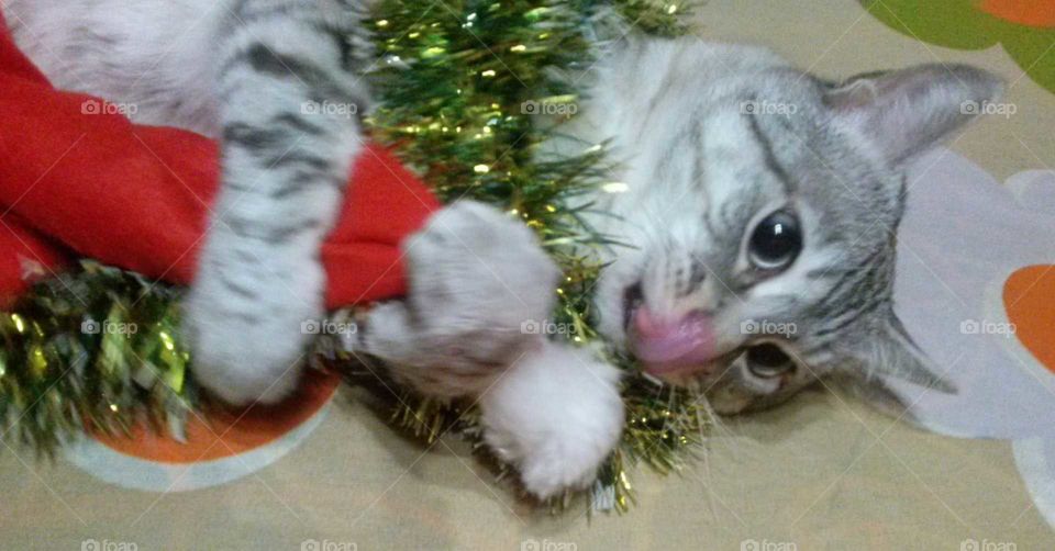 gato navideño