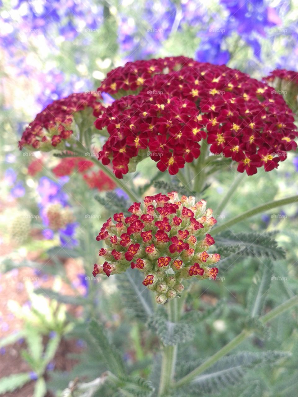 Yarrow in brick red. Finally the first blooms from my Yarrow. 