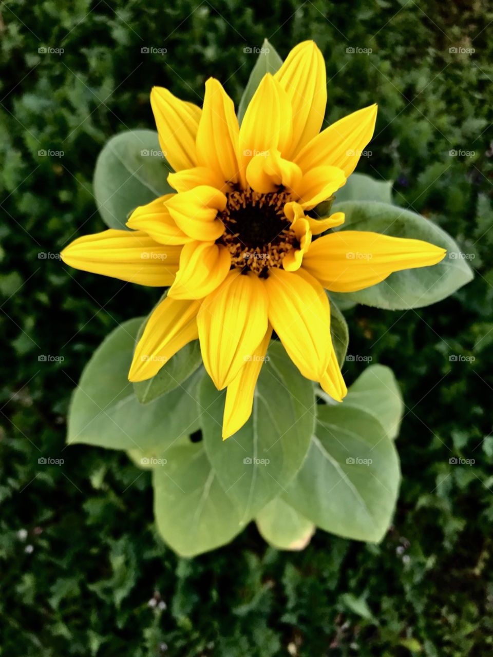 The Sunflower Looks Up at Me