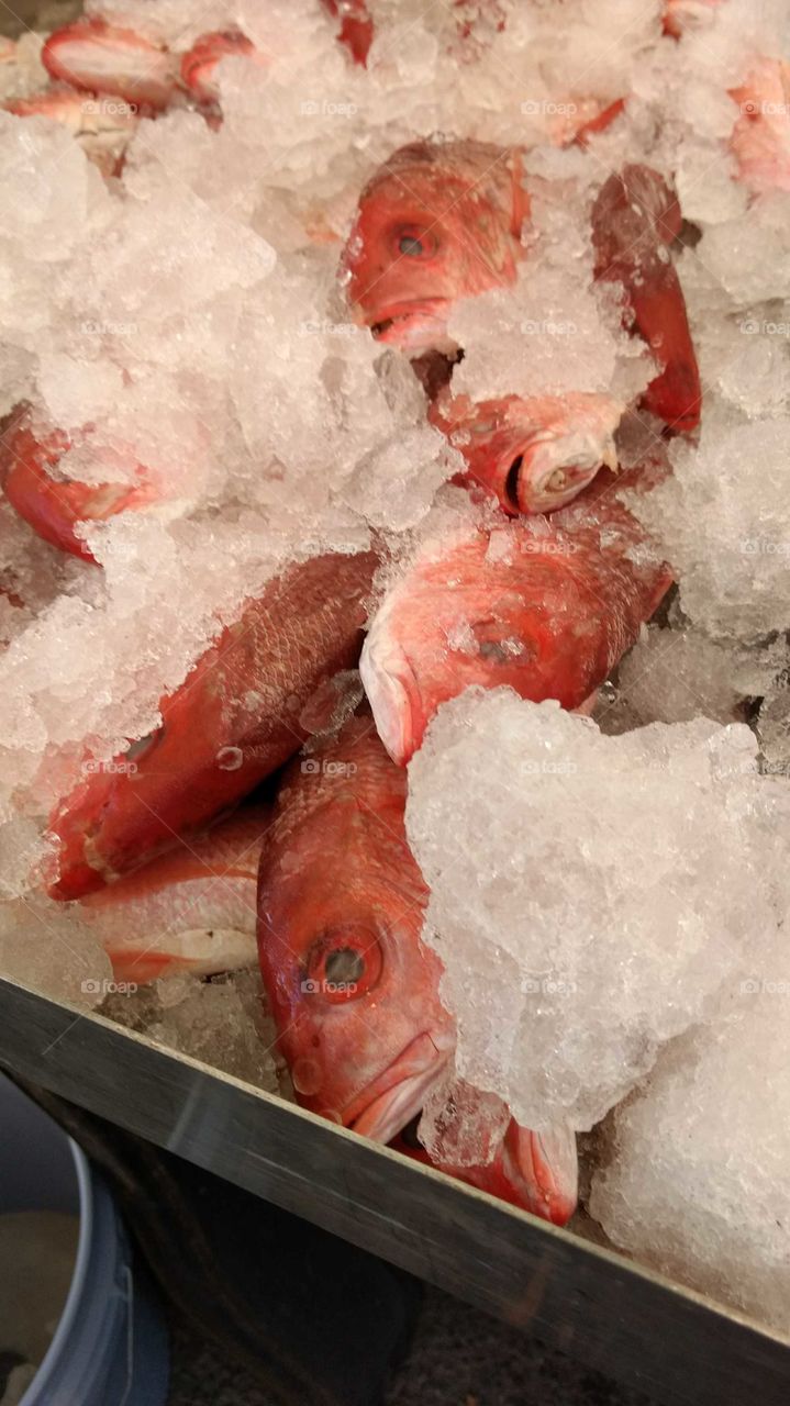fish on ice at market