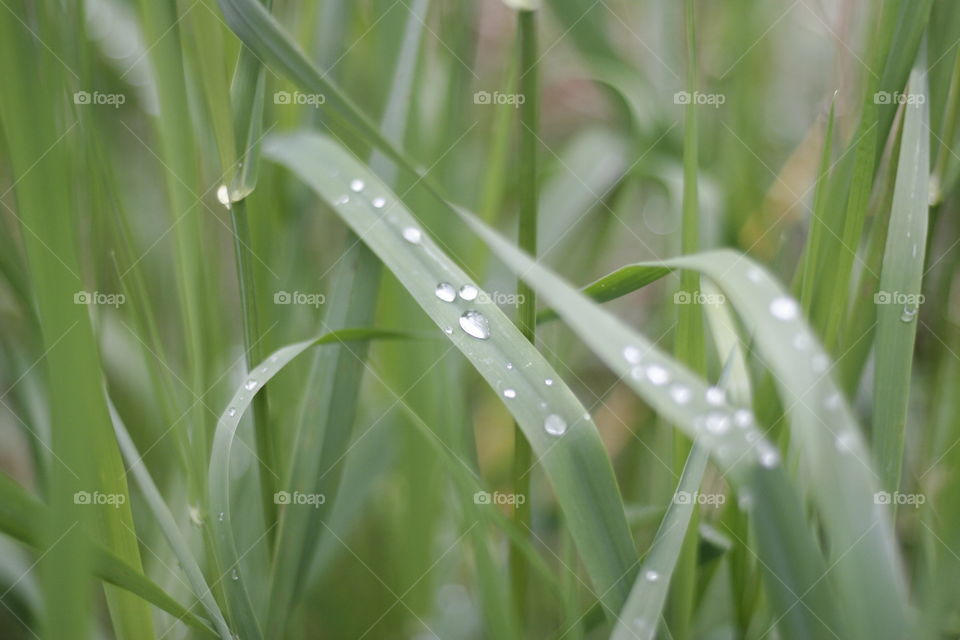 water drops on grass