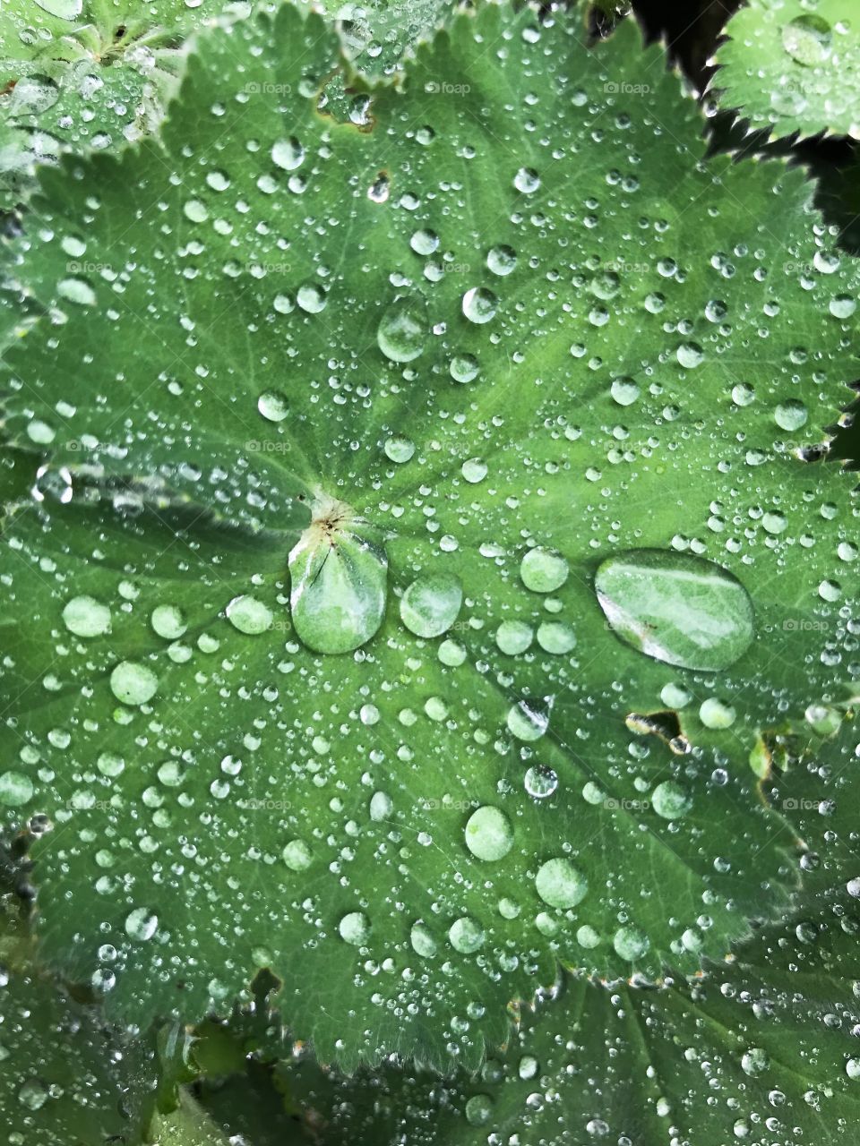 Garden after rain