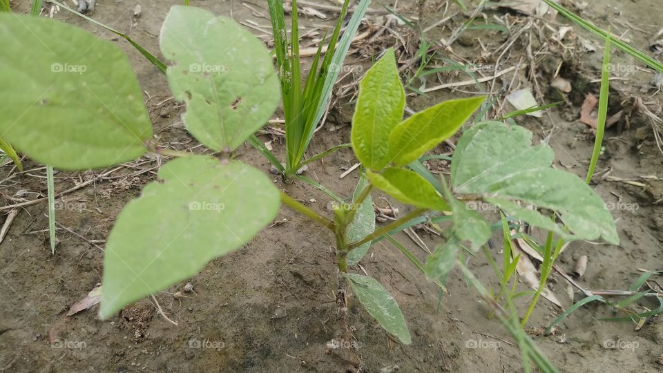 Moong pulse plant is growing in spring time.