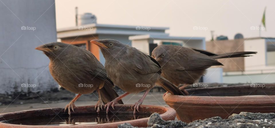 Jungle Babblers