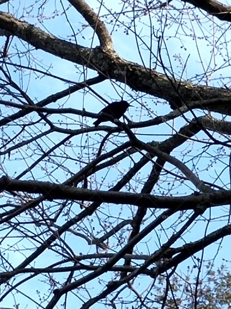 blue skies black Bird