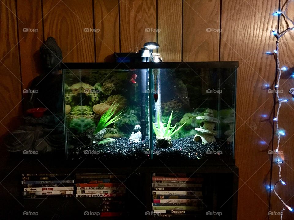 Beta Tank