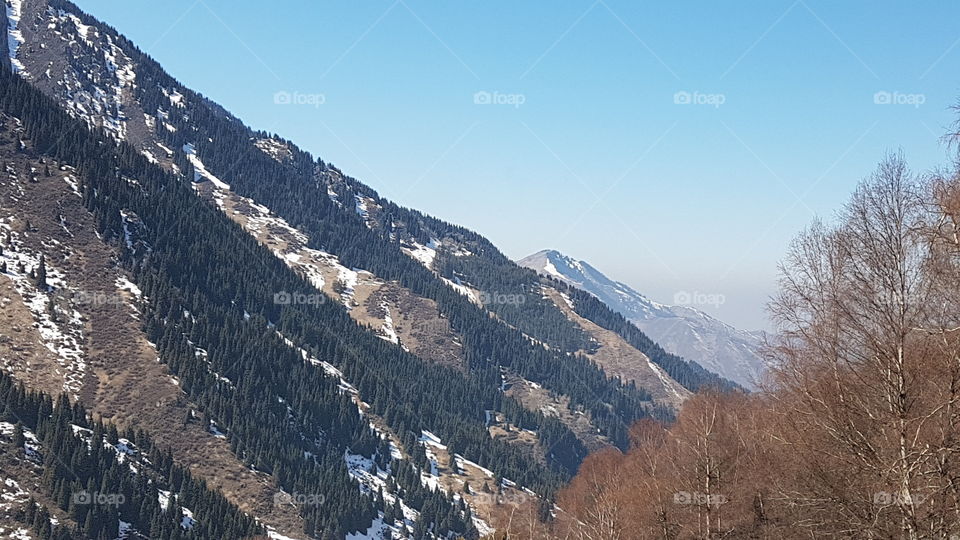 Almaty mountains christmas tree vs birch trees in spring