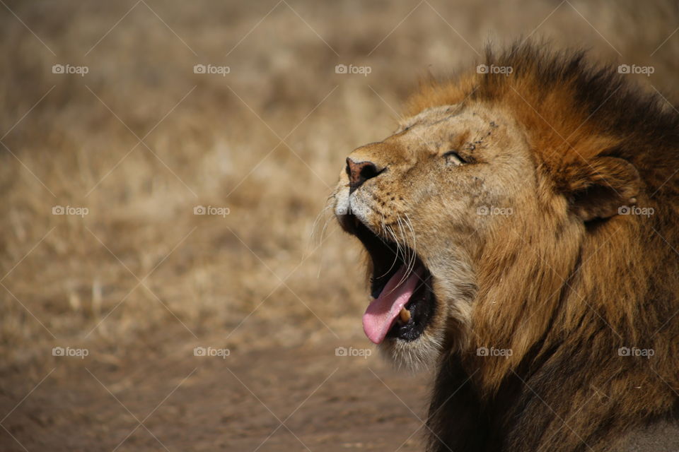 Lion Yawning