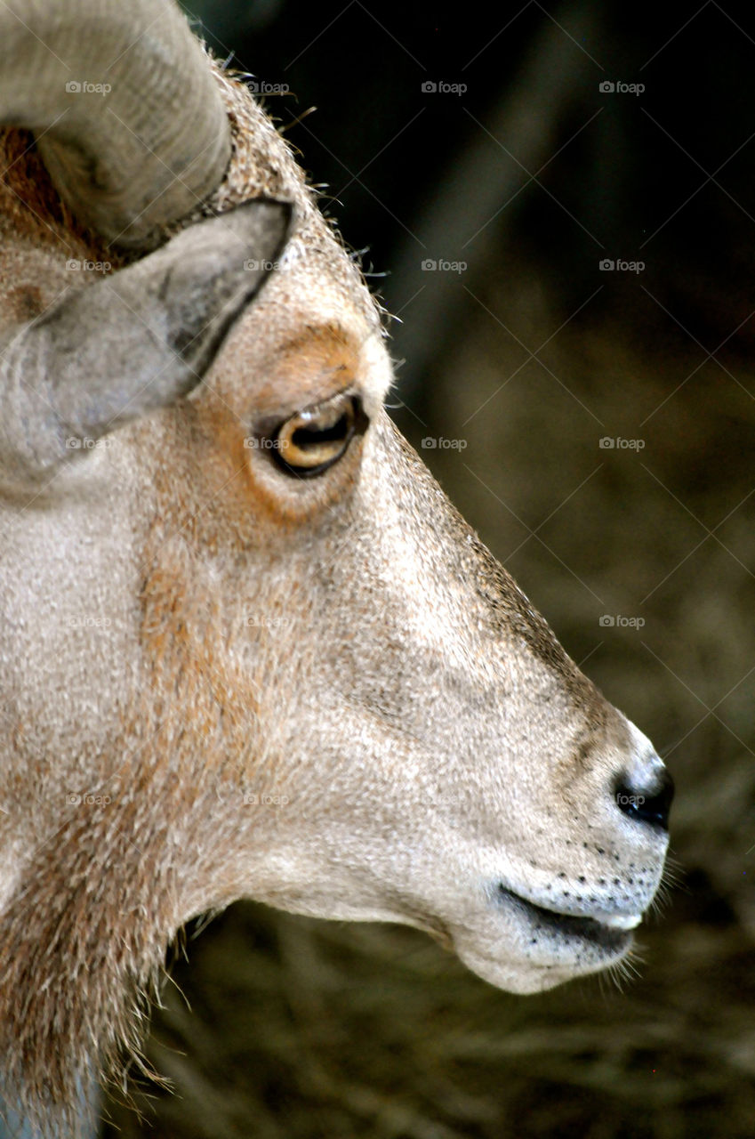 people nature outdoors animal by refocusphoto