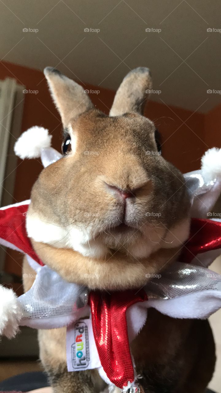 My pet bunny, wearing a Christmas collar.