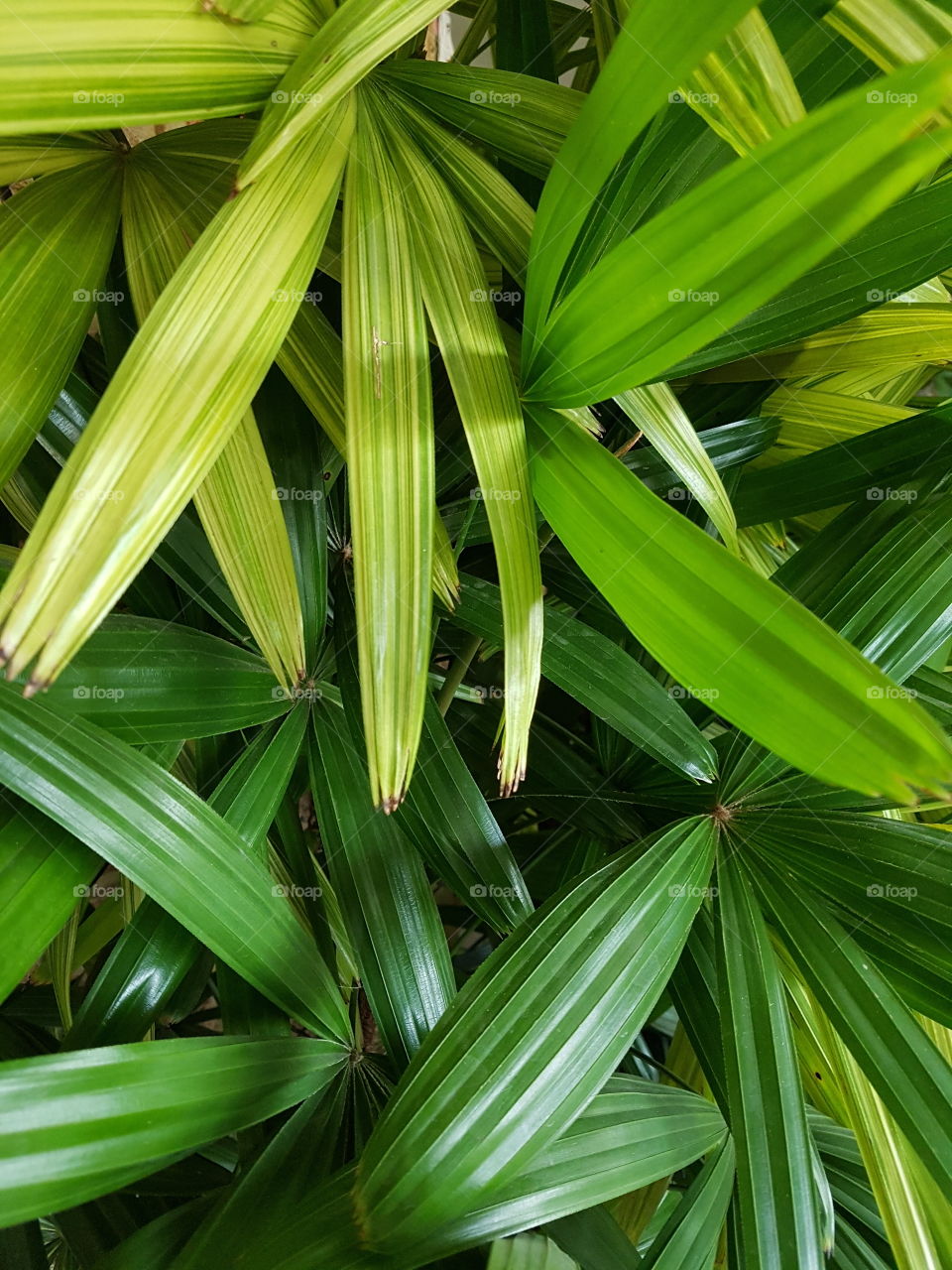 green palm