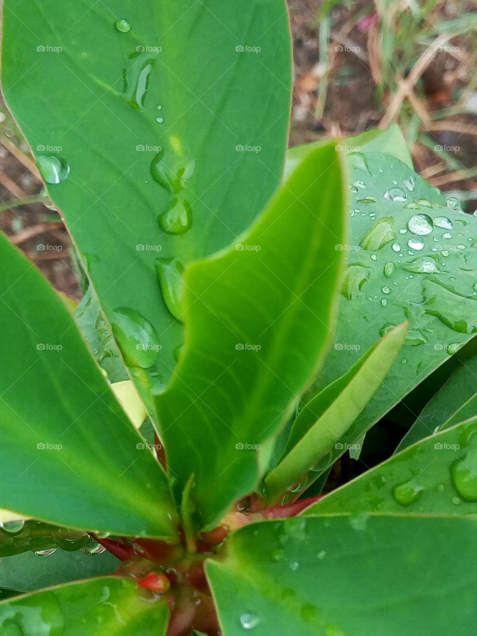 rain drops