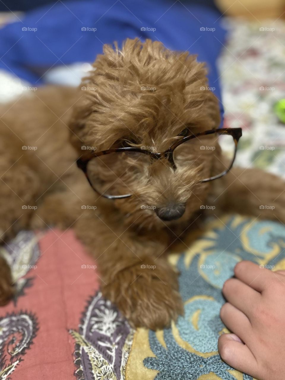 Super smart miniature golden doodle wearing a pair of black-framed glasses. 