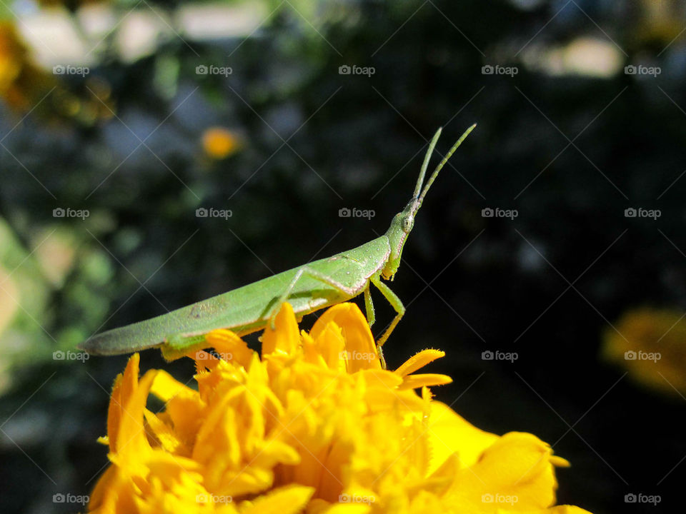 Grasshopper on yellow flower