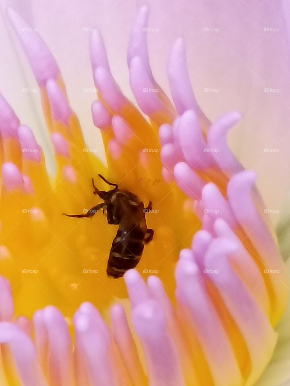 trying to get nectar