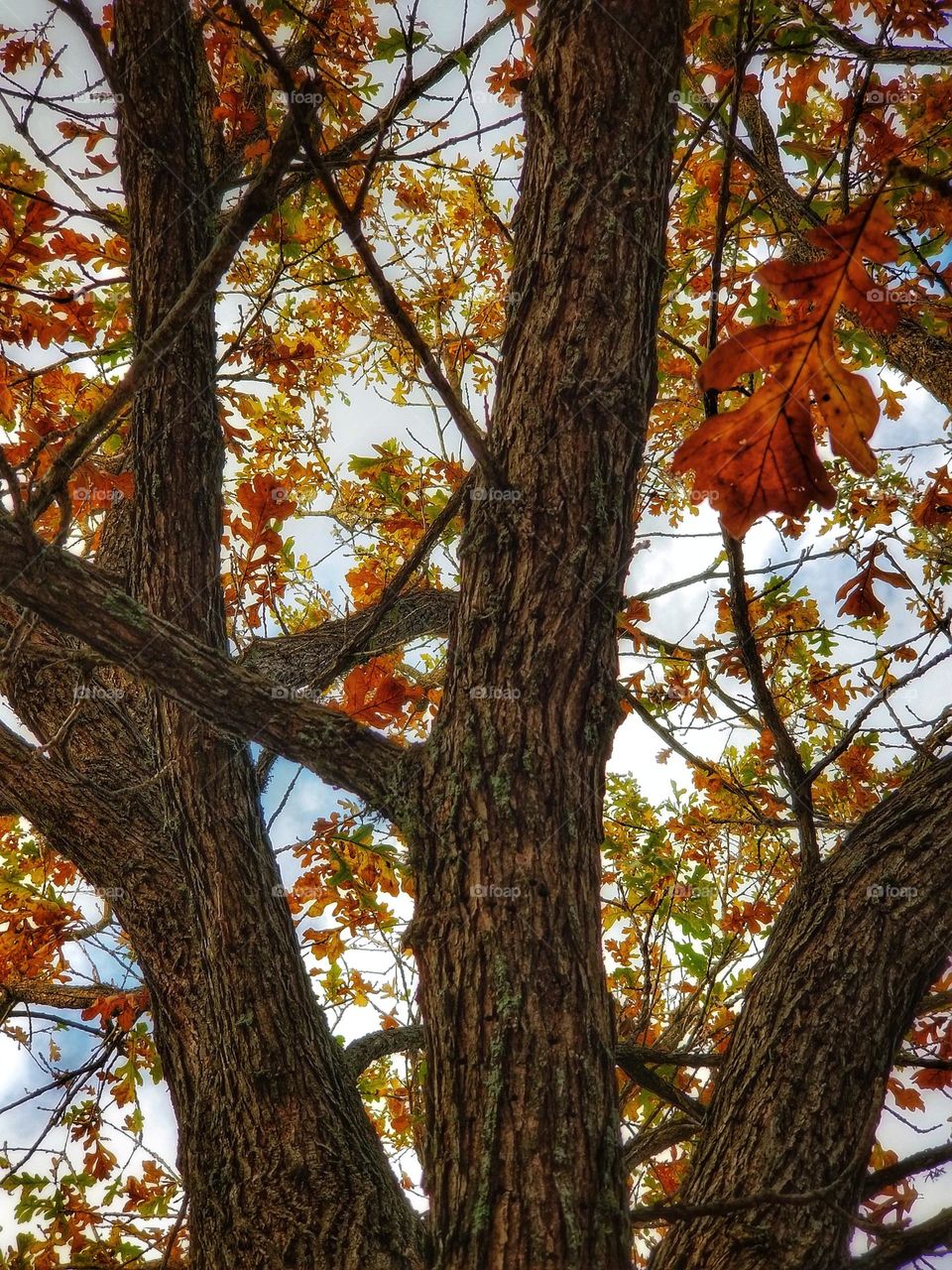 Burr Oak Tree in Fall