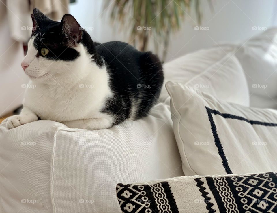 Black and white tuxedo European domestic sitting on white sofa with black and white cushions looking at something with blurred apartment background 