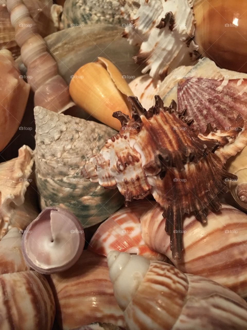 Seashells