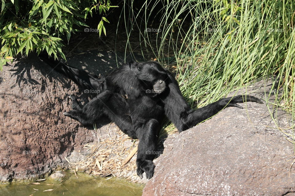 Asian bonobo drinking
