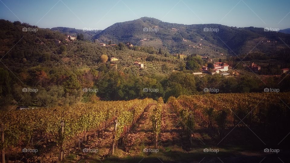 Vineyards on the hills of Lucca (Italy)