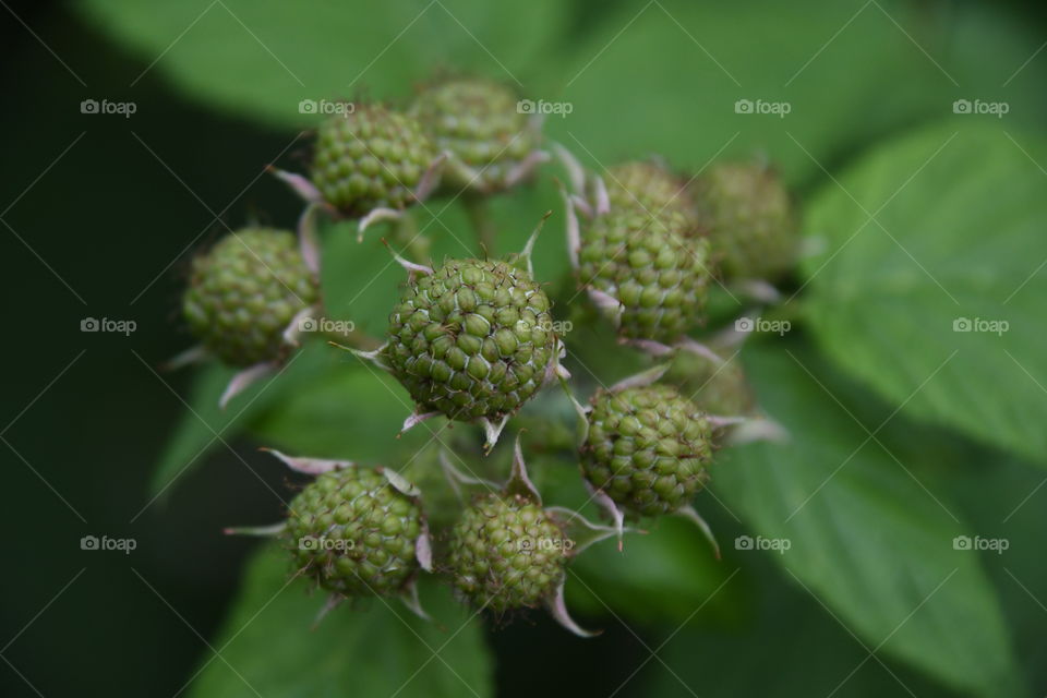 raspberry fruit set