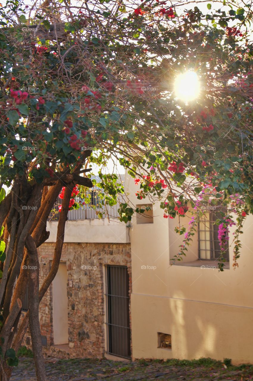 Nature in Uruguay!. a beautiful day in Colonia del Sacramento!!!!!