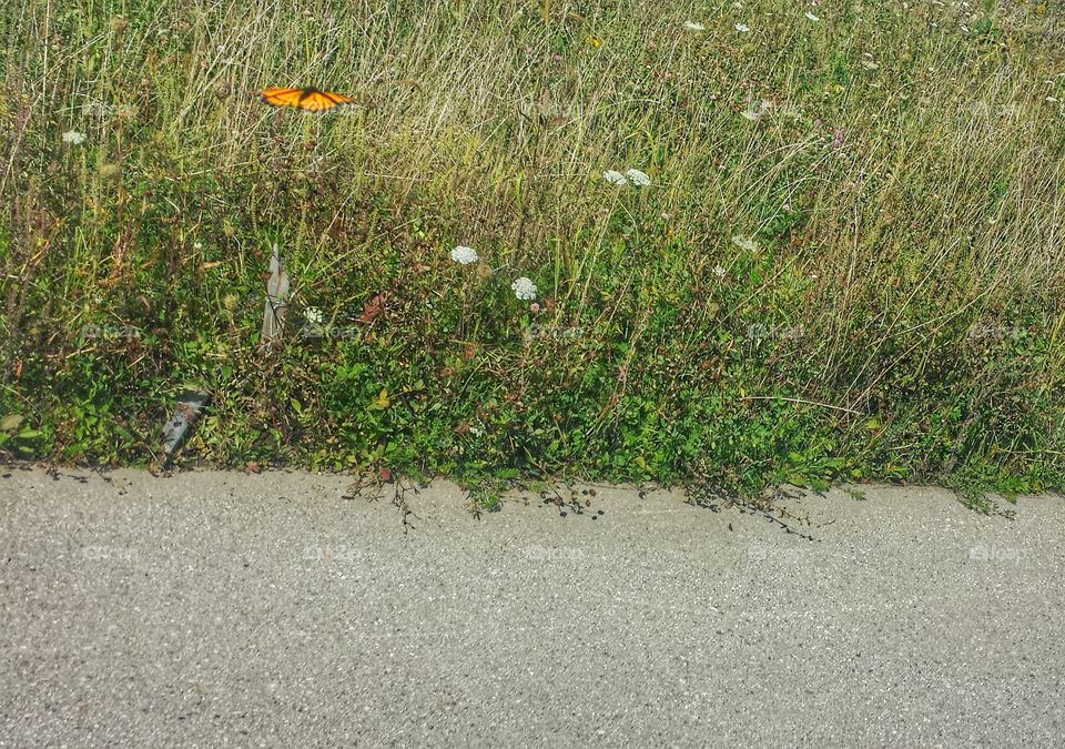 Nature. Bird Sanctuary Attracting Monarch Butterfly