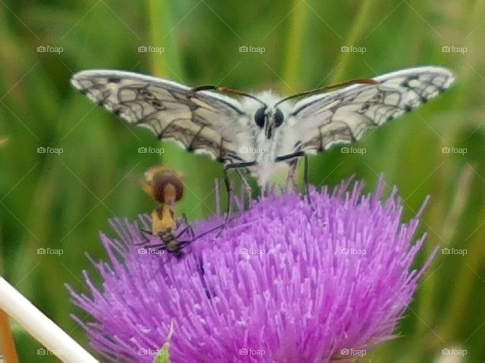 schachbrett auf distel