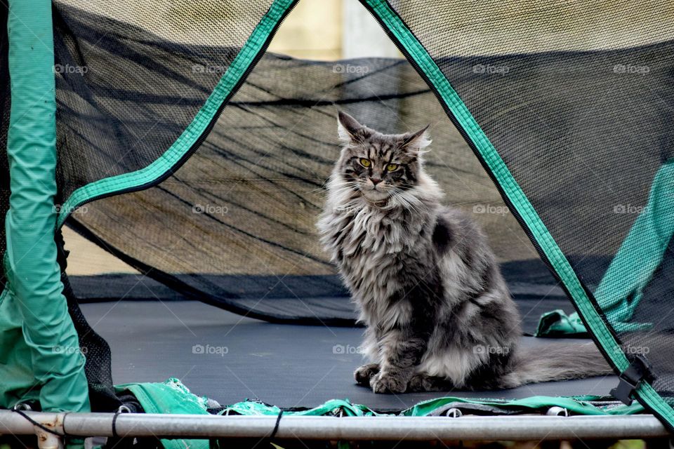 Bella and the trampoline