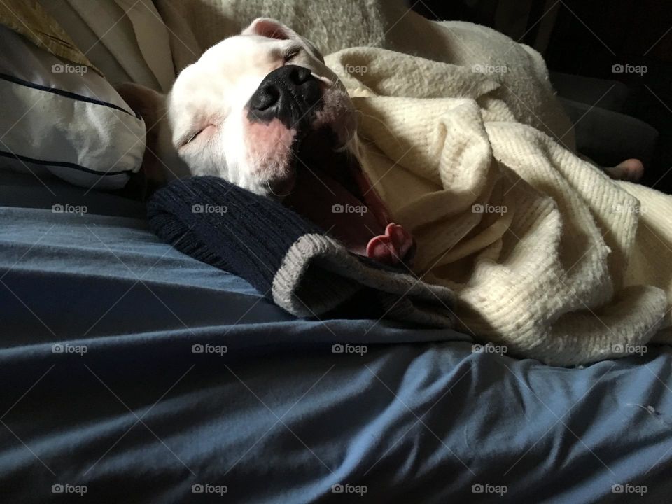 American bulldog yawning in bed under blankets and resting head on winter cap.