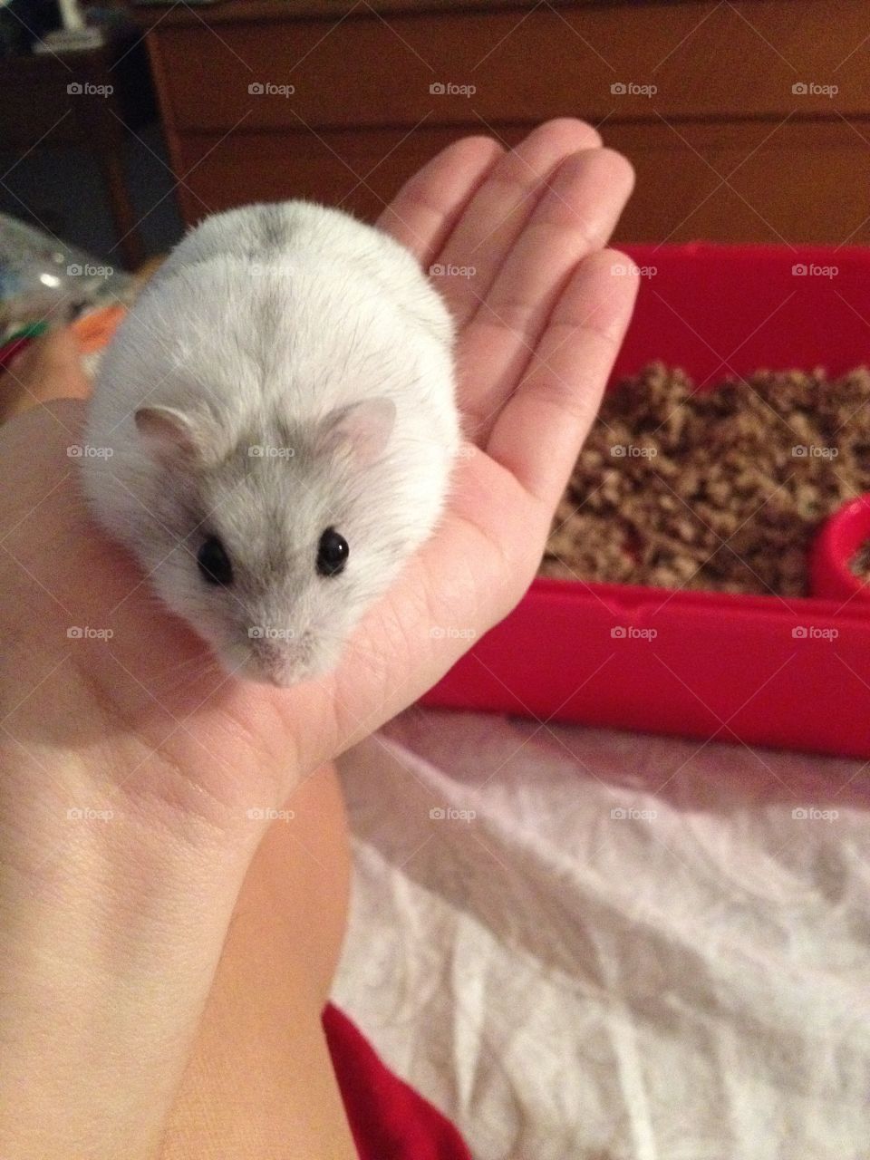 The cutest hamster 