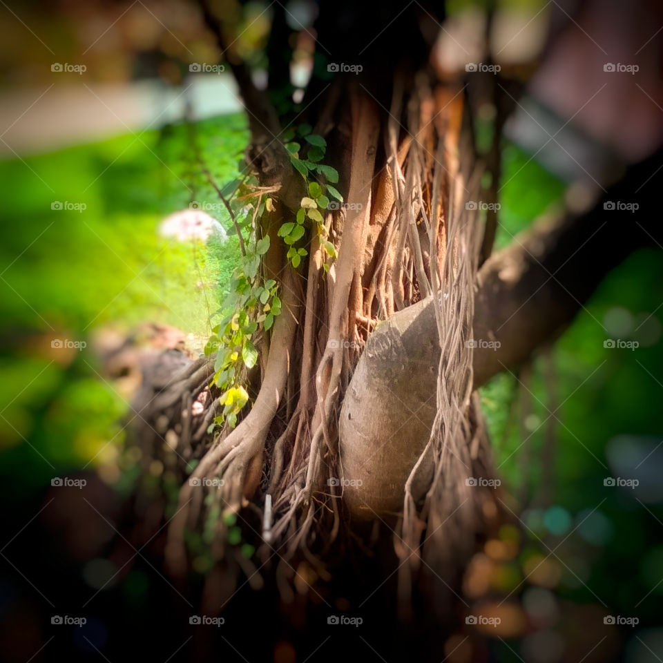 Rubber tree Image captured from a window