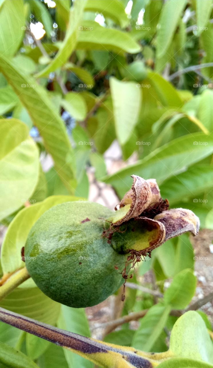 Psidium guajava