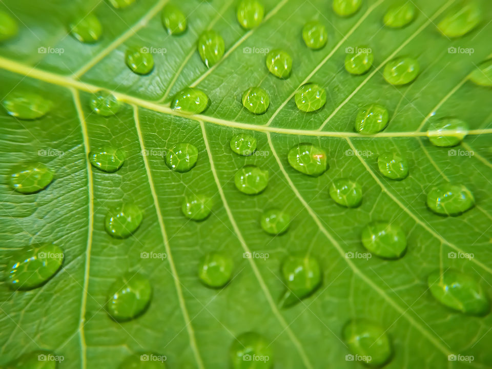 full frame shot of water drops on green bodhi leaves