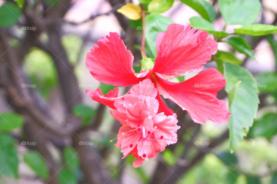 2 layers of pink flowers and pollen plant.