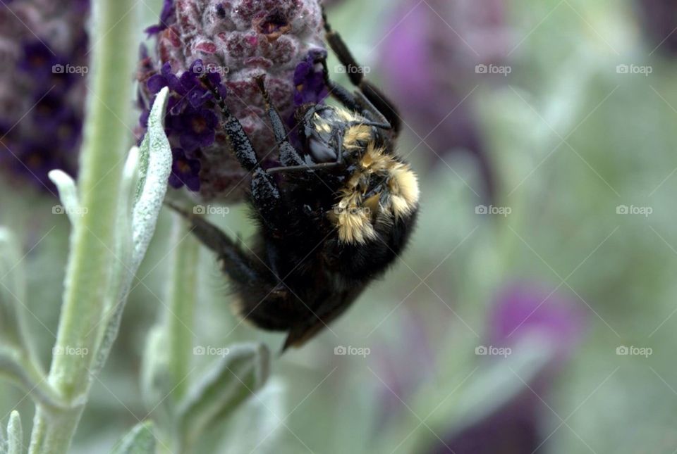 Bee on Lavender