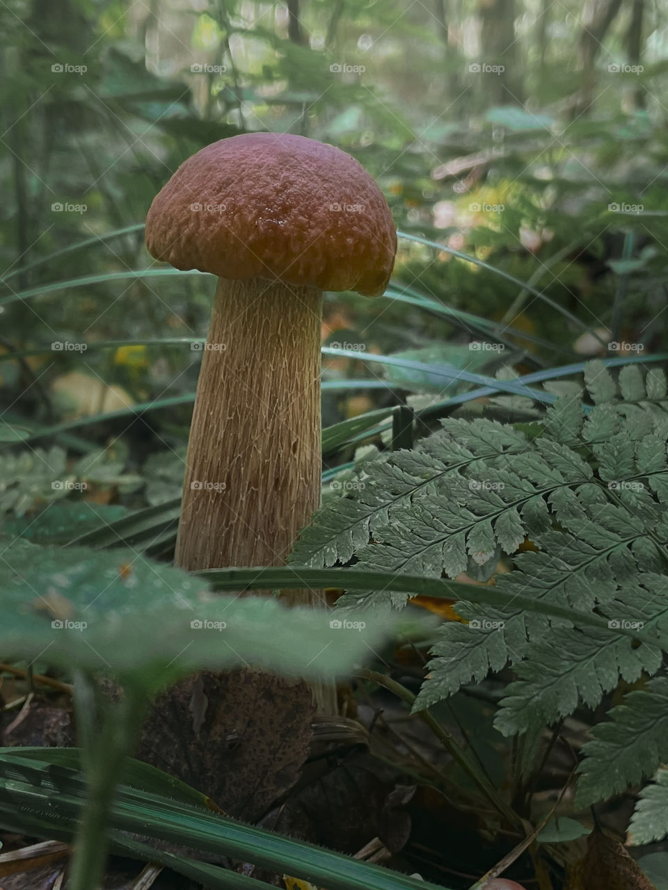 Mushrooms in autumn forest in sunny day